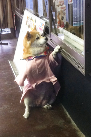 image-20110110172226.png